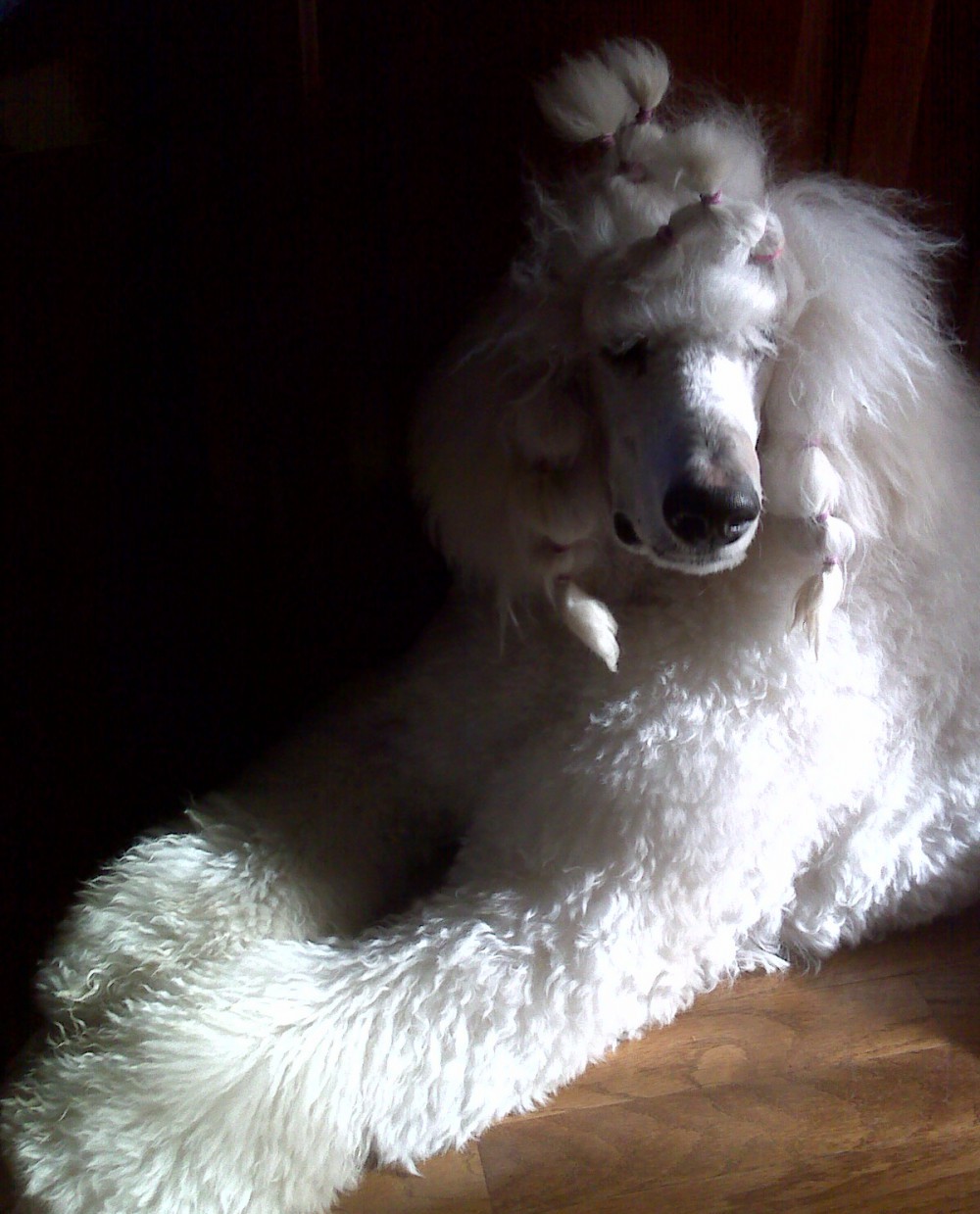 5sistersstandardpoodles.com